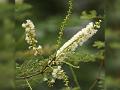 Gum Arabic Tree